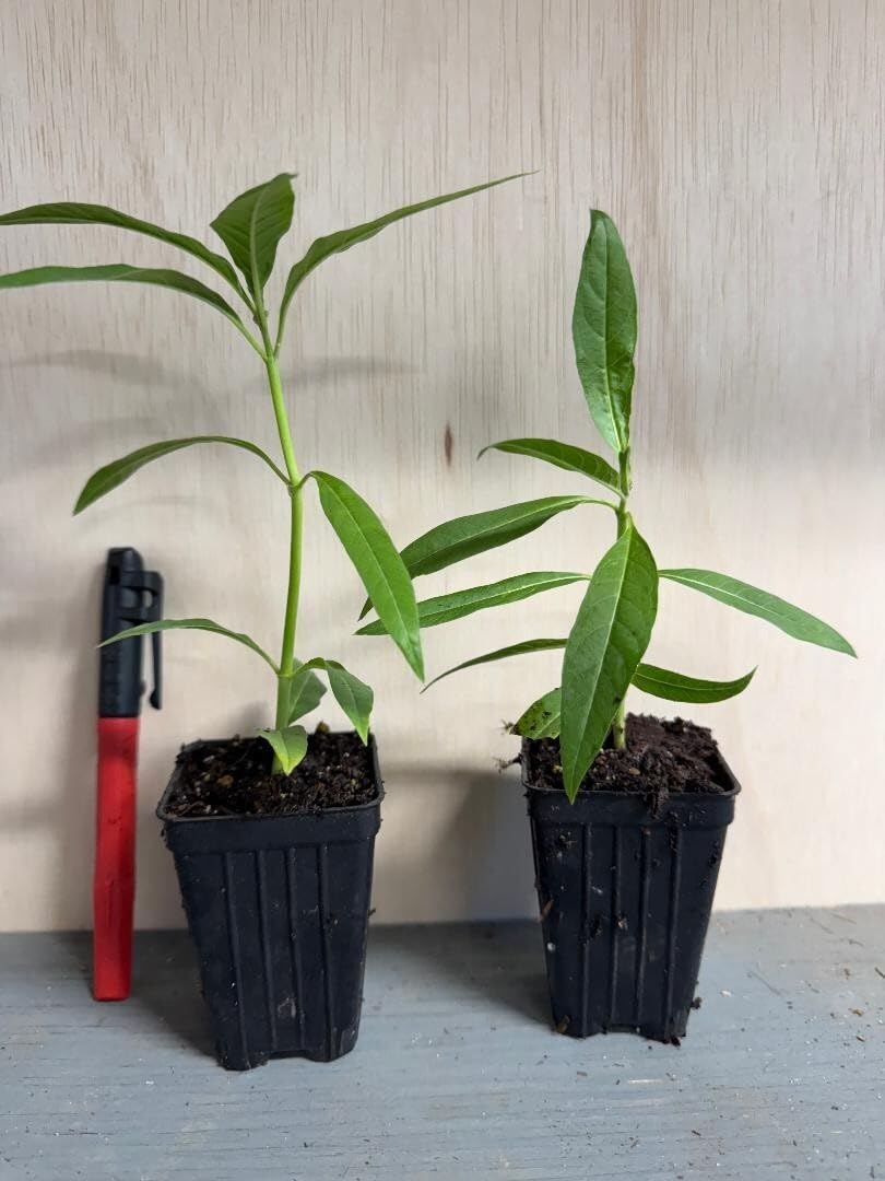 Live Plant - Red Milkweed Asclepias Curassavica Small Starter Plant Butterfly Host Plant!