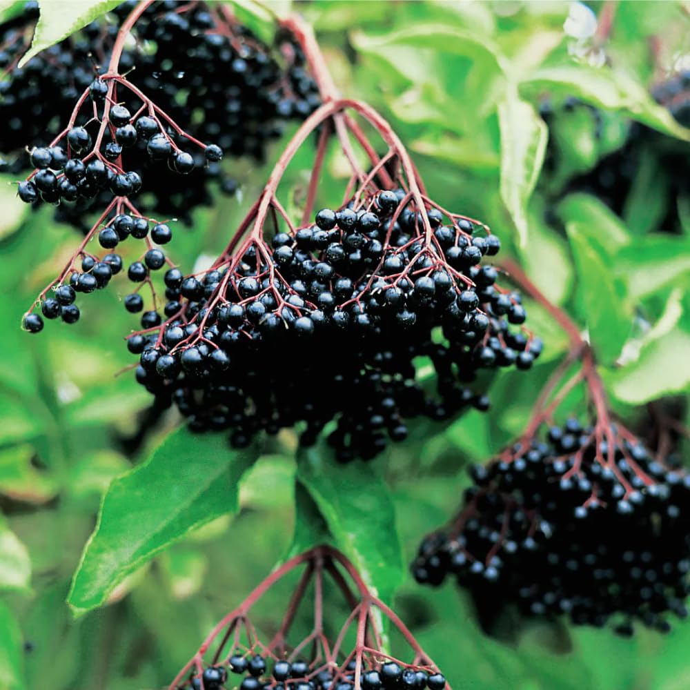 1 American Elderberry Plant Live, 7-11 Inch Height, Black Elderberry Bush Shrub to Grow Home Garden