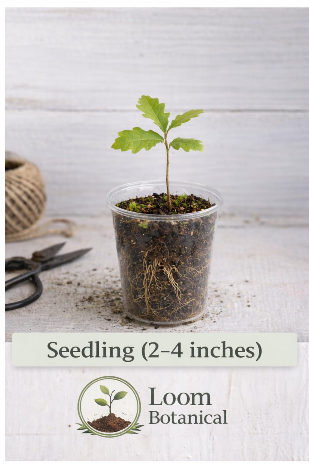 White Oak Tree (Quercus alba) – Live Bare Root Plant, Native Hardwood, Ready to Plant (2-4 inch Seedling)