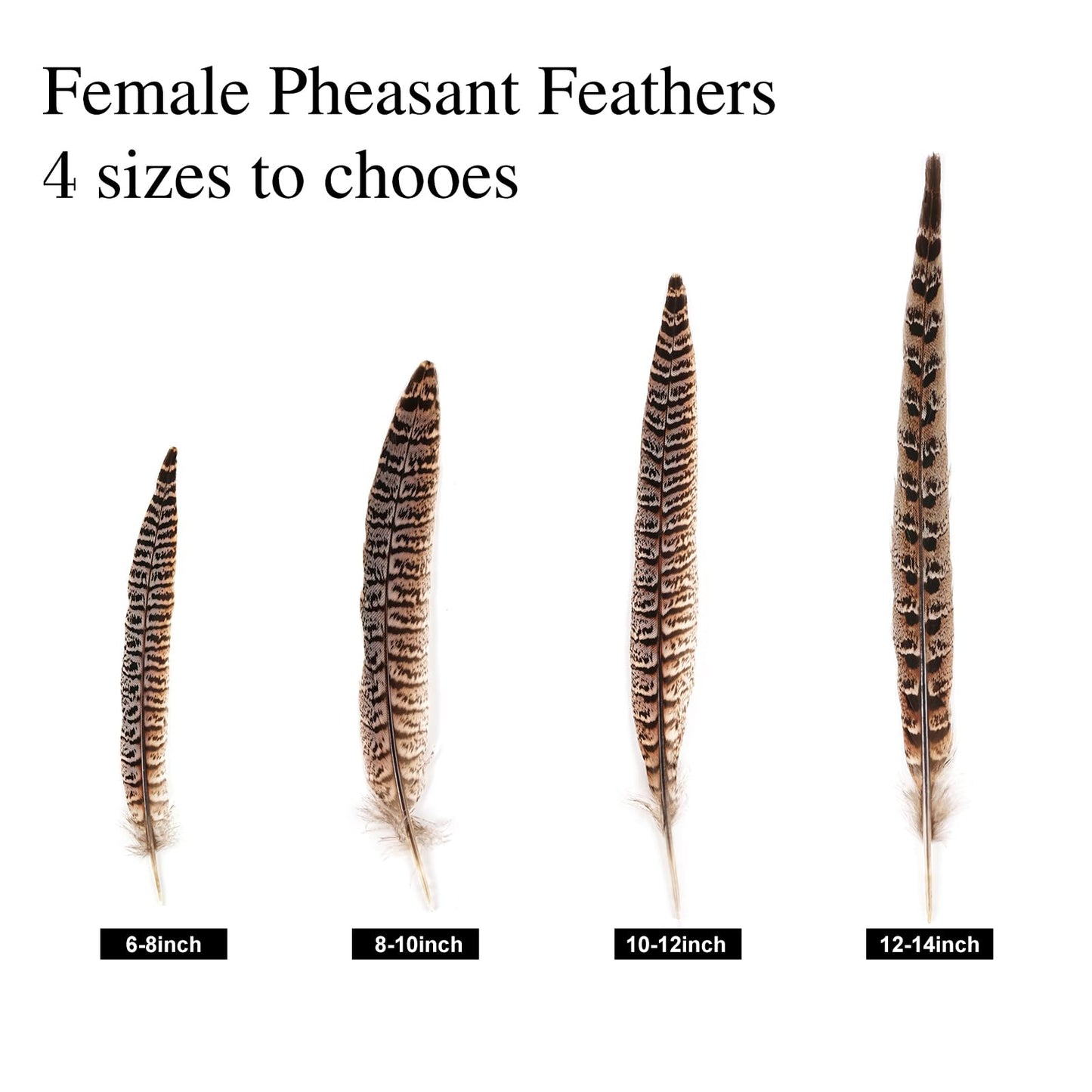 MAOFENG 12pcs Natural Feathers Female Ringneck Pheasant Tails Feathers 8-10inch 20-25cm for Crafts Wedding Party Performance Home DIY Decoration,Female Pheasant Feathers