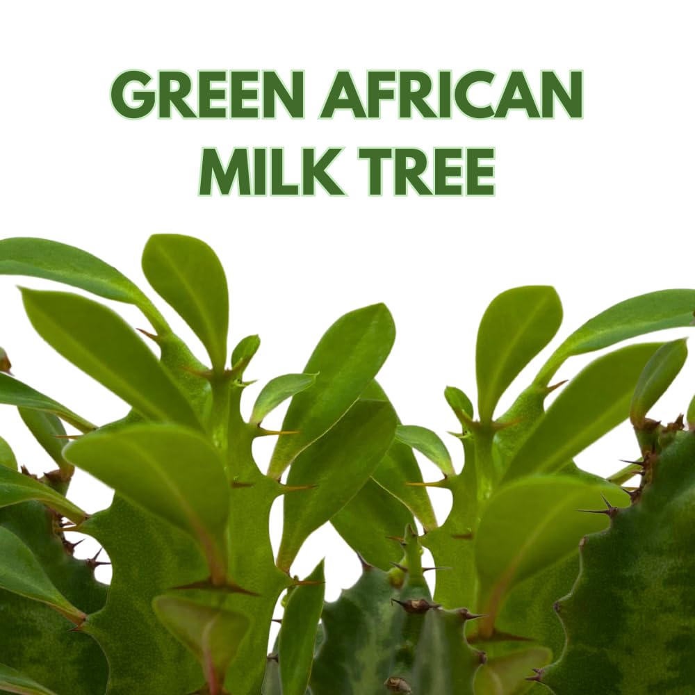 BubbleBlooms Original African Milk Tree, 4 inch Euphorbia trigona Green