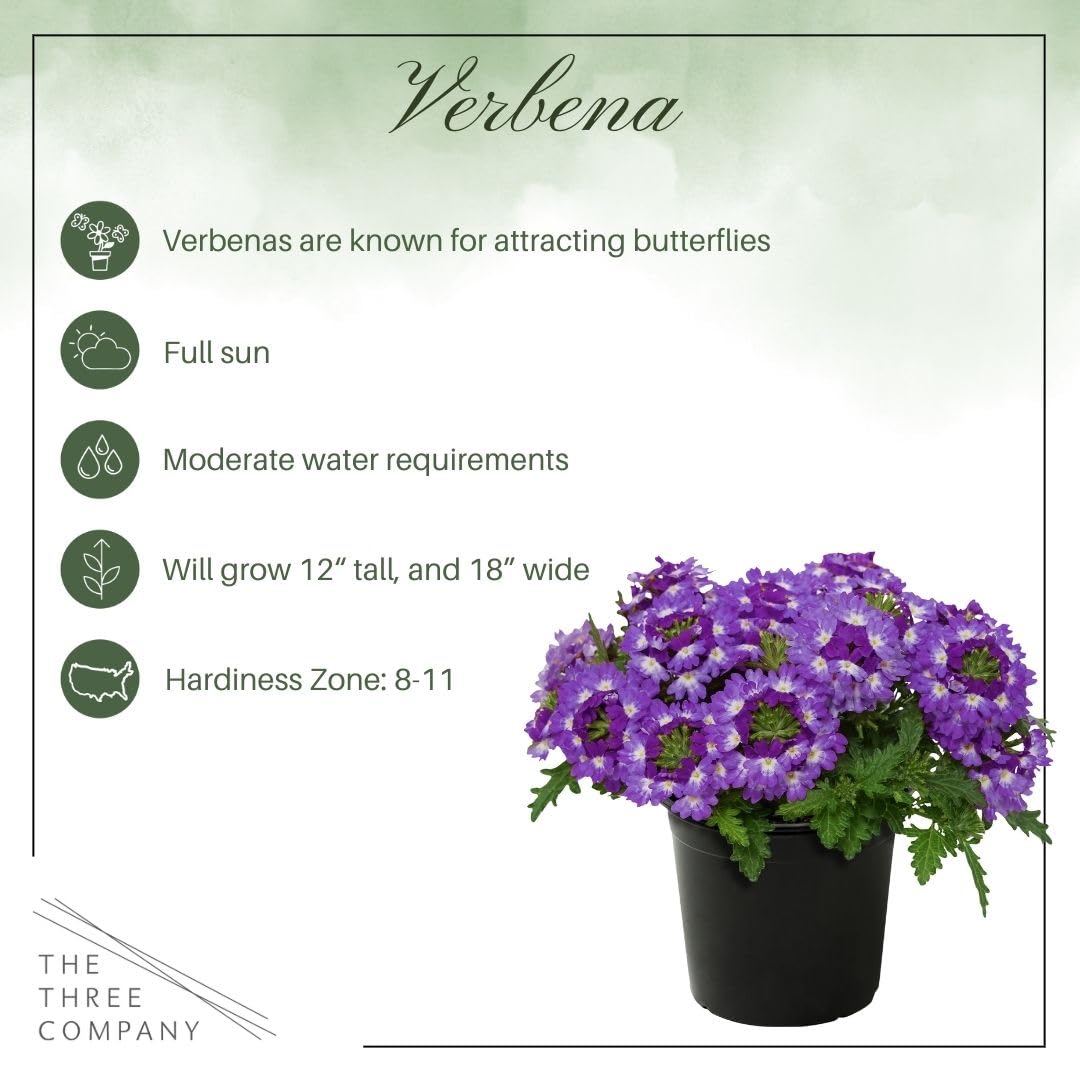 Live Flowering Verbena - Purple Bicolor (3 Plants Per Pack) - Healthy Flowering Plant - Beautiful Spring Color - 10" Tall by 5" Wide in 1Qt Pot
