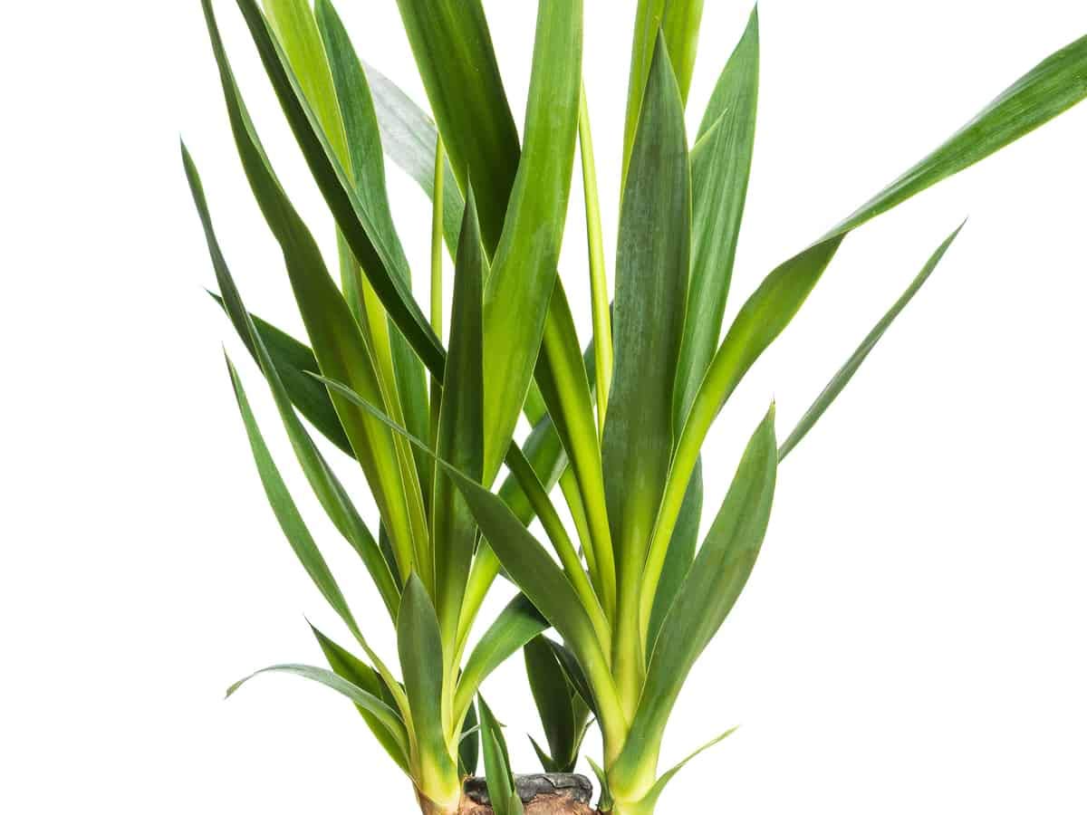 Yucca Cane Plant - Live Plant in a 6 Inch Pot - Yucca Guatemalensis - Beautiful Easy Care Air Purifying Indoor Houseplant