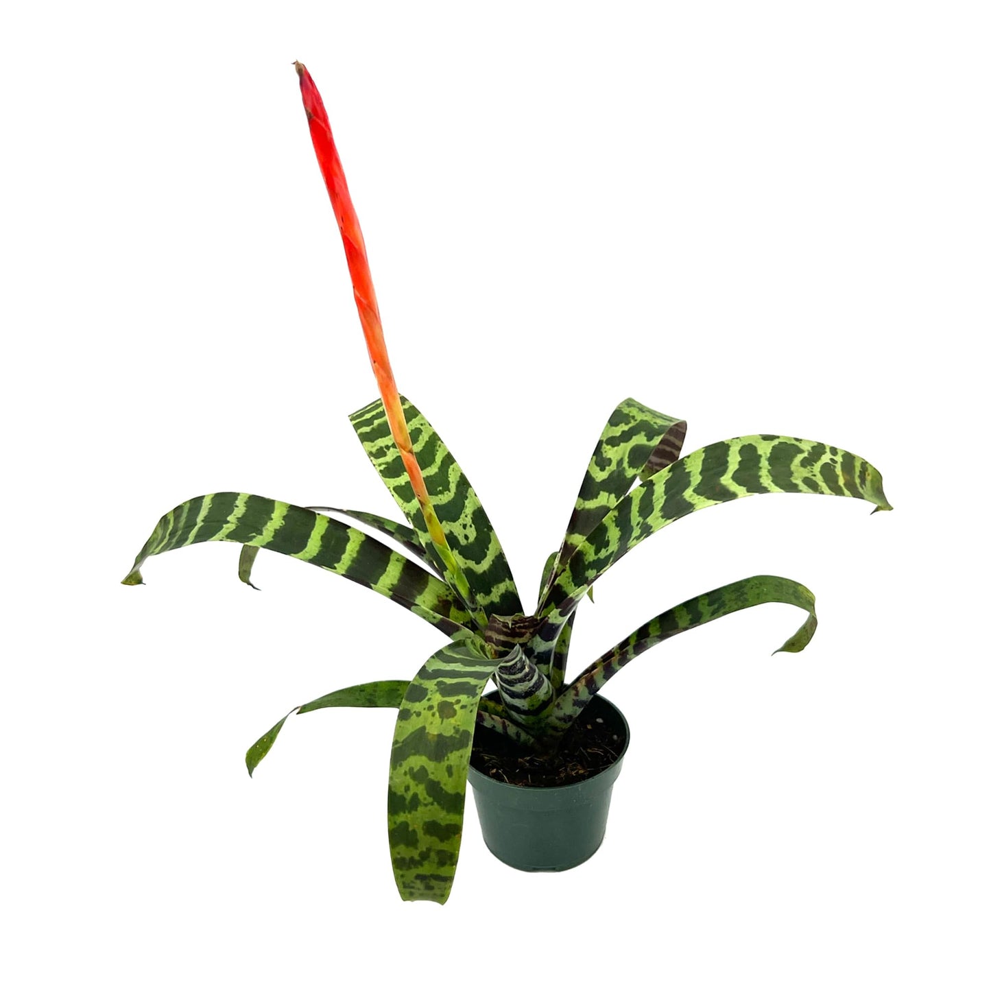 ragnaroc Live Plants – Bromeliad Vrisea Splenriet, 4-8" in 4" Pot - 1ct - Live Arrival Guaranteed - House Plants for Home Decor & Gift
