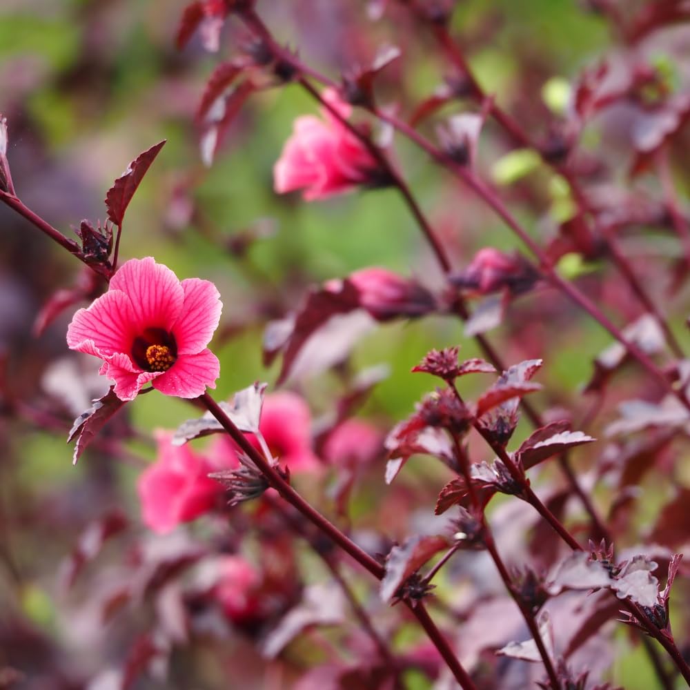 4 Cranberry Hibiscus Live Plants, 4-6” Tall, Tropical Hibiscus Flowers, Cranberry Plants Live