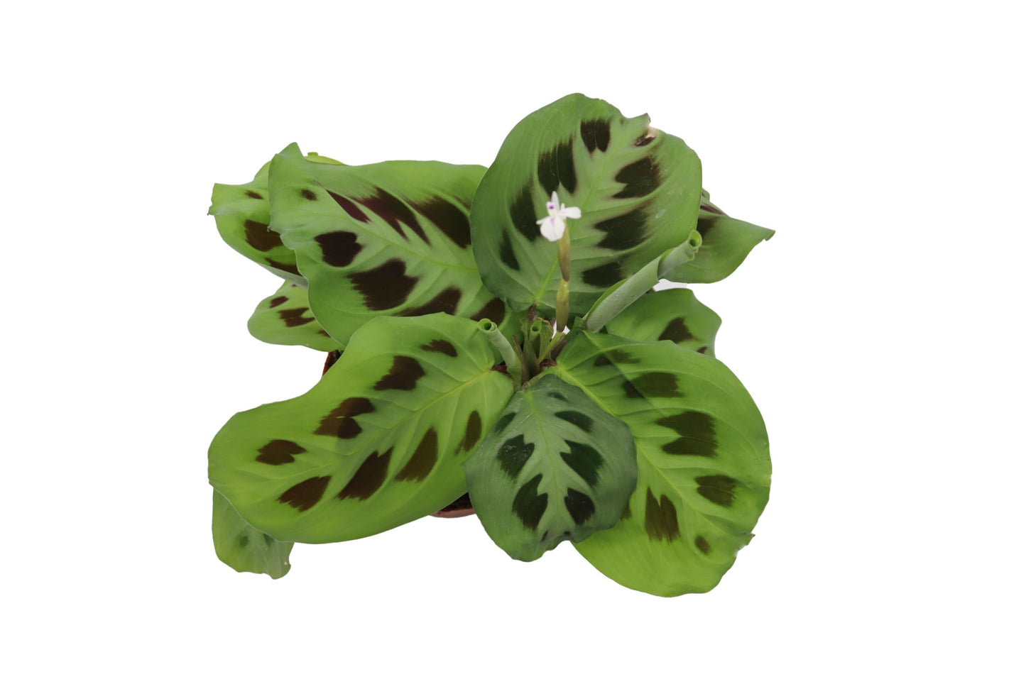 Green Maranta leuconeura ‘Kerchoveana’ - 4'' from California Tropicals