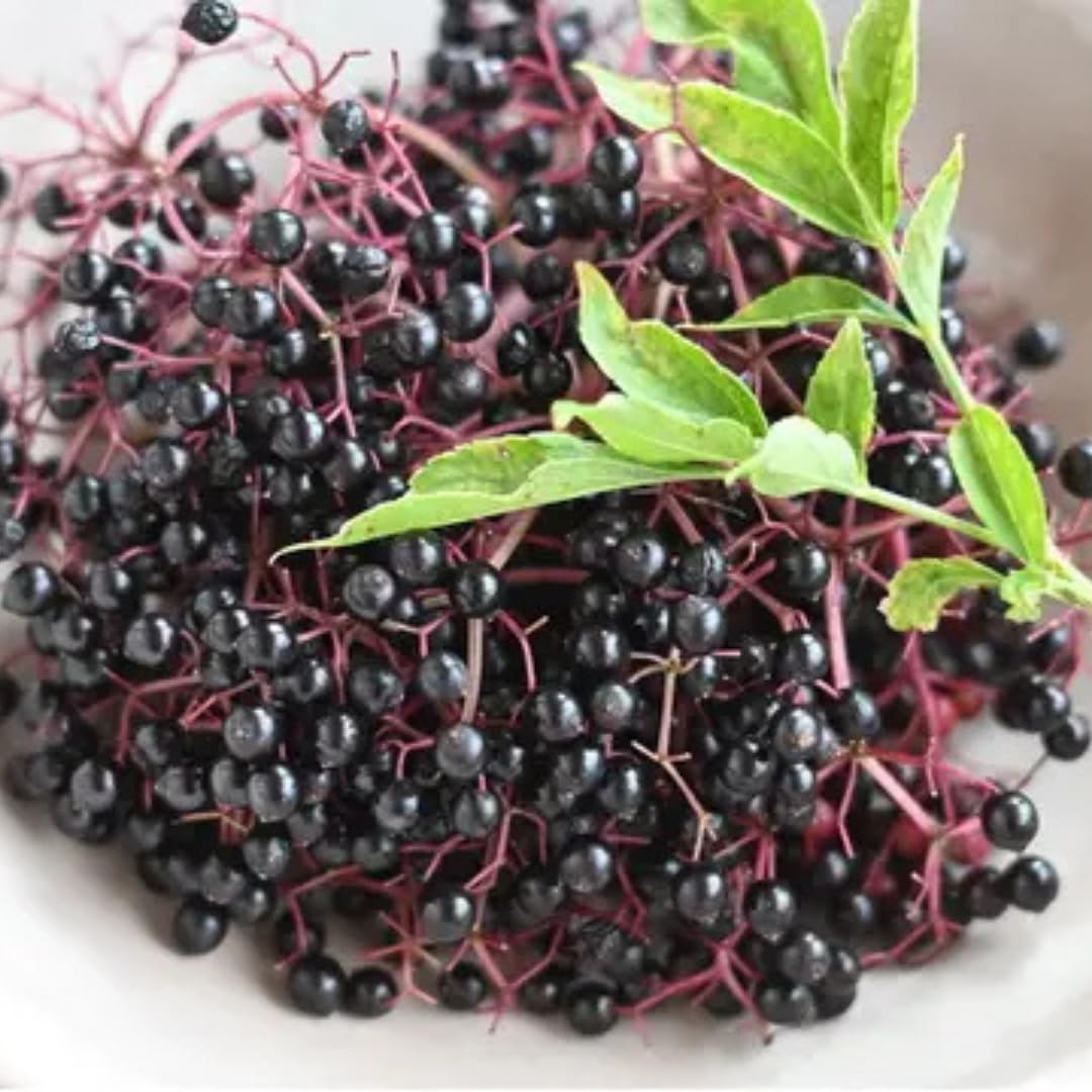 2 Elderberry Bushes Live Plants, 9 Months Old 5-9" in Tall Seedling, Elderberry Plants Live for Planting, Cold Hardy, Zones 3-8