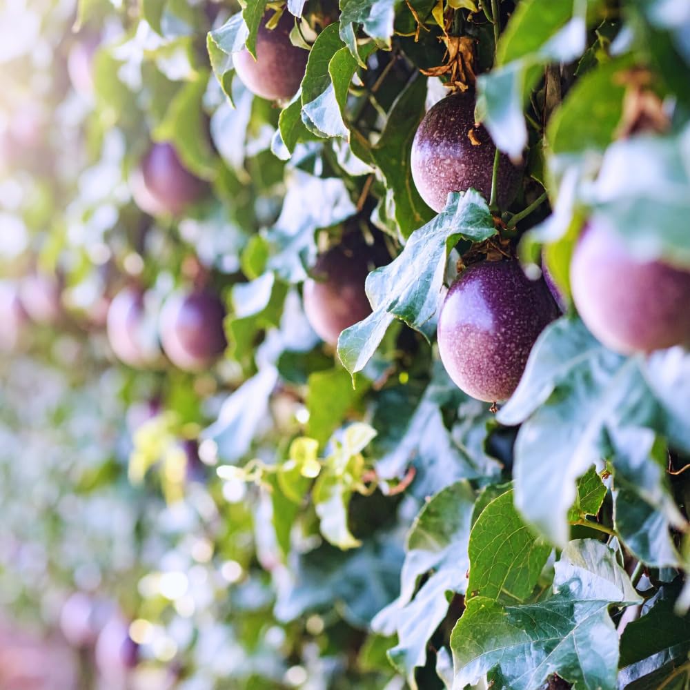 Set 2 Purple Passion Fruit Plants Live, Passionfruit Live Plant, 4'' Tall