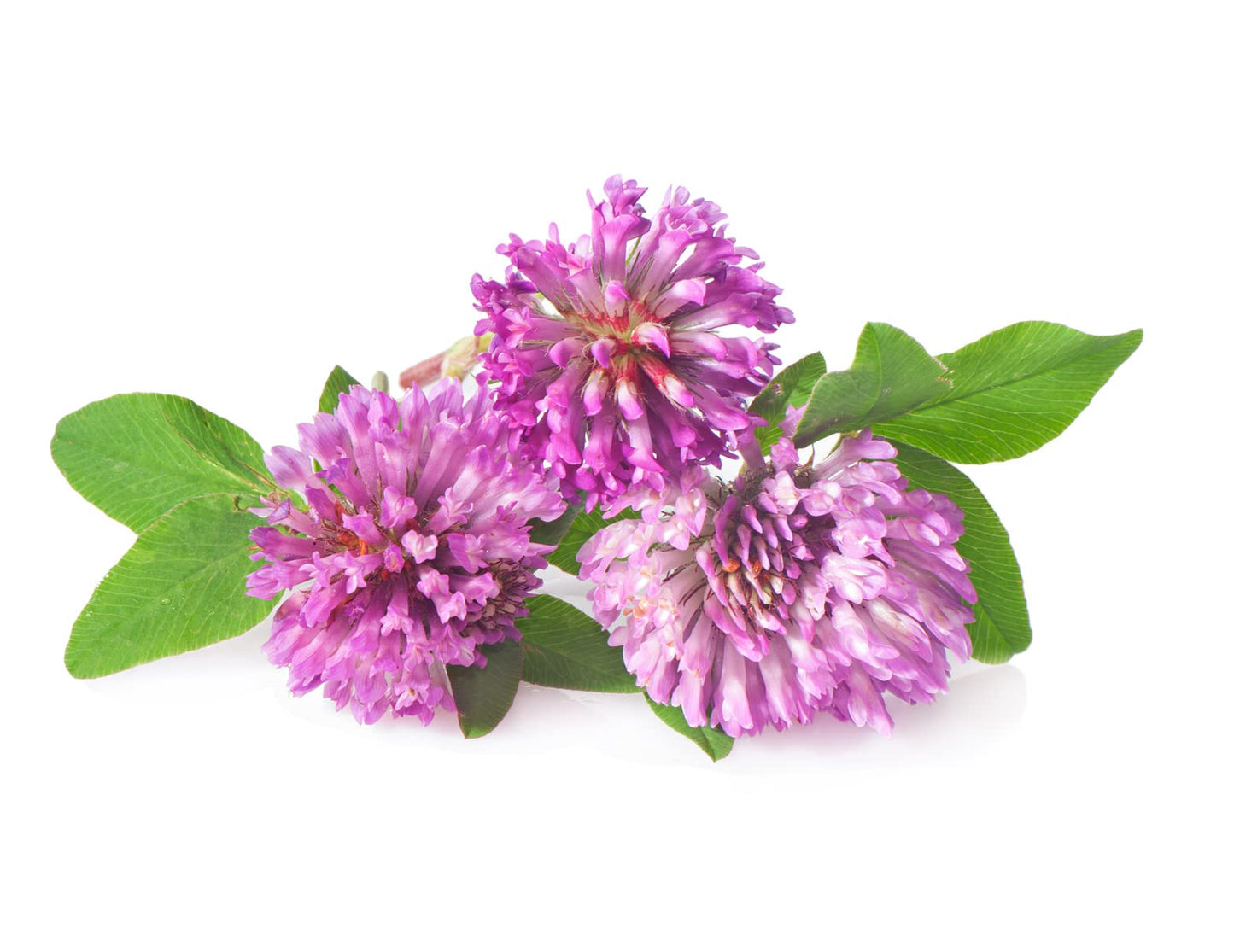Todd's Seeds Red Clover Seeds, Non-GMO, Chemical Free, High Germination (One Pound)