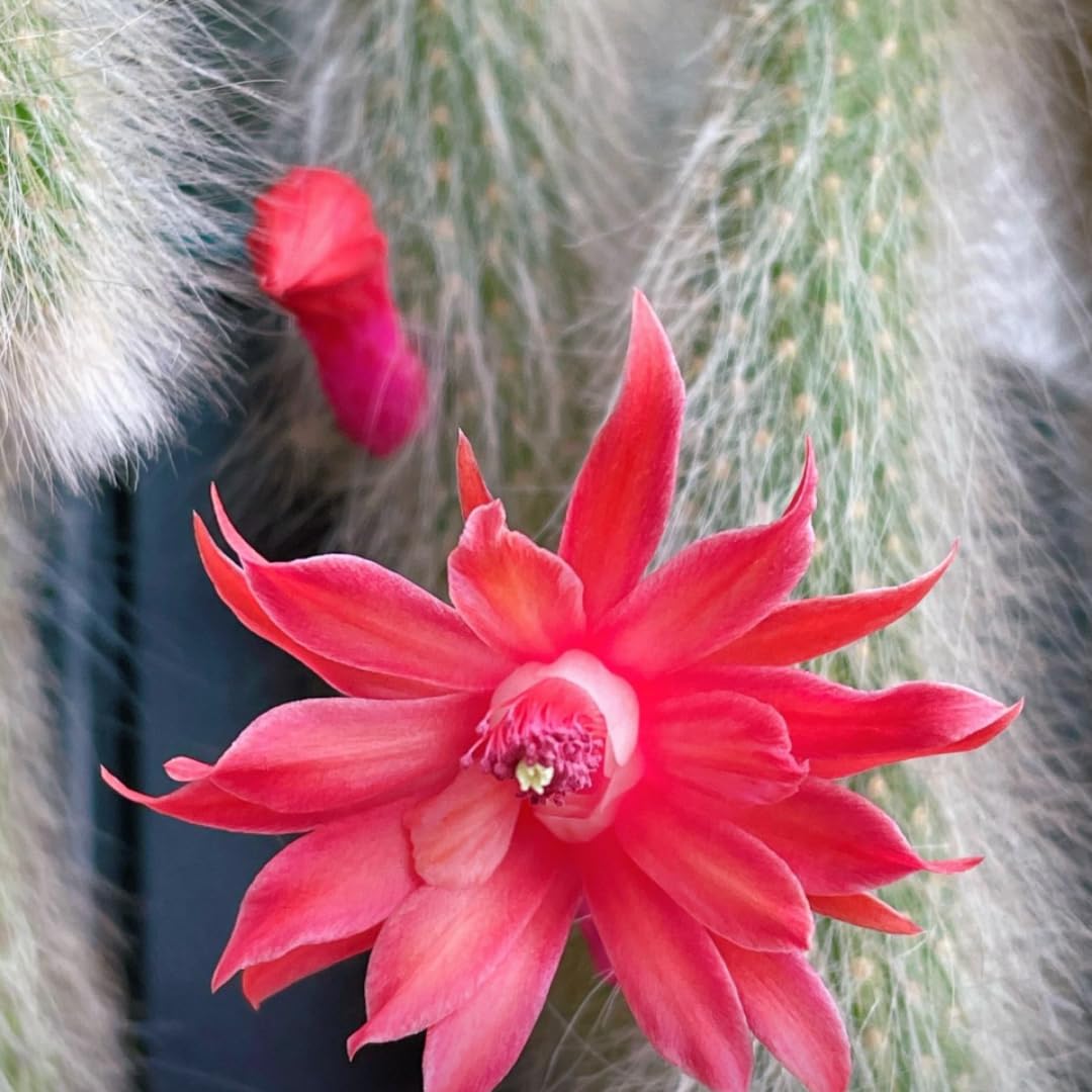 Monkey Tail Plant Live for Planting, Home Decoration Monkeys Tail Cactus, Size 6-8 Inches, No Pot