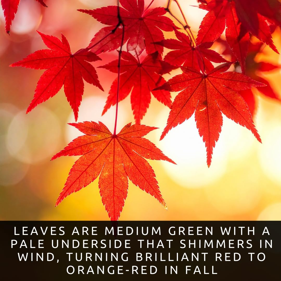 3 Pack Red Maple Trees (Acer rubrum) – Live Hardy Shade Trees, Vibrant Red Foliage, Fast Growing Landscape Trees for Yard & Garden - Ships Dormant, No Leaves