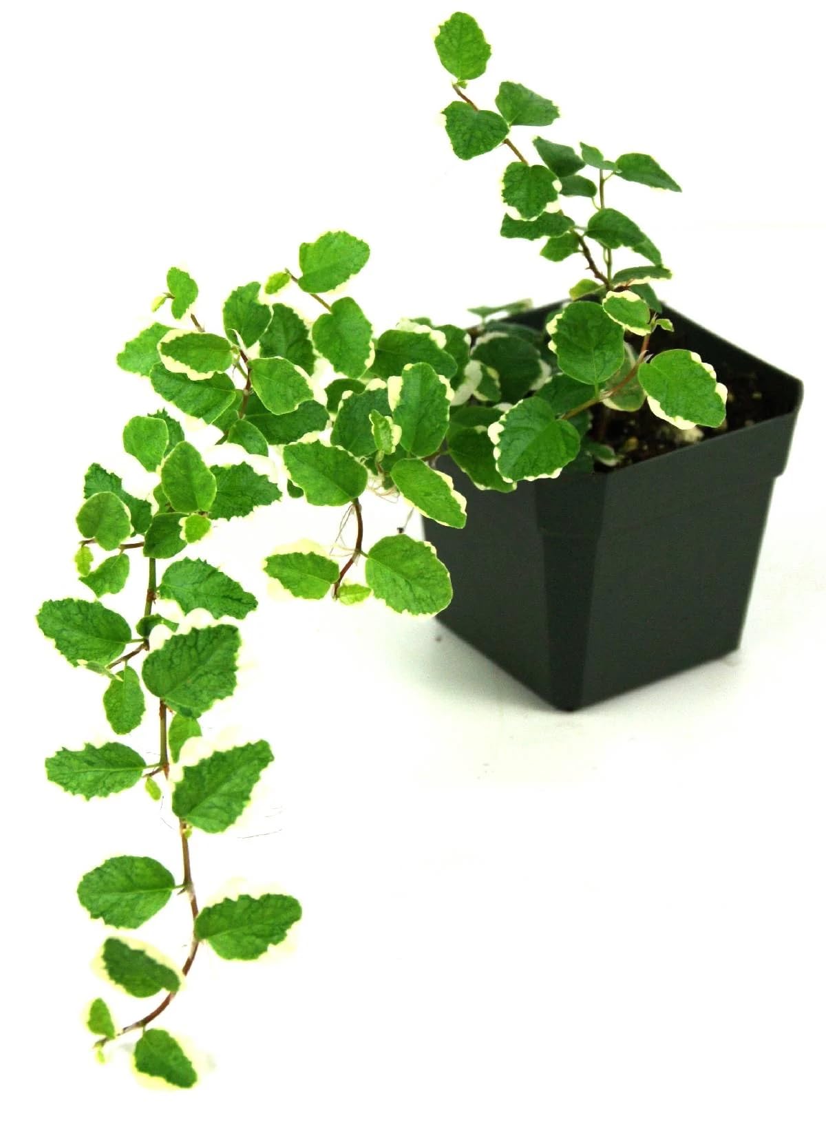 Josh's Frogs Ficus pumila Variegata 'Creeping Fig'