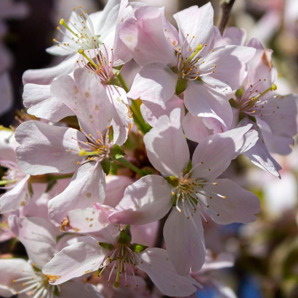 Cherry Blossom Tree, Live Ornamental Tree 6-12" Tall in Pot, Beautiful Spring Blooms for Outdoor Planting (Autumn Cherry Blossom)