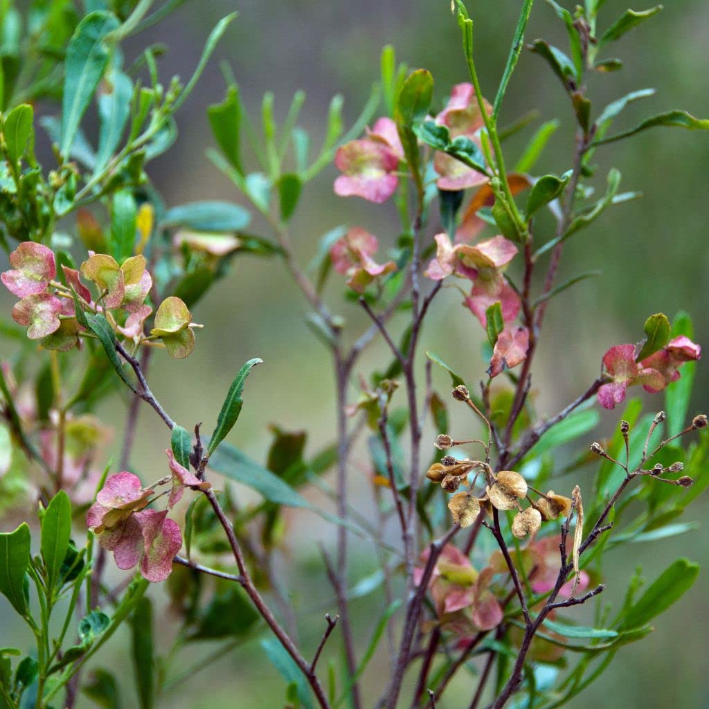 Palm Beach Medicinal Herbs - Hopbush (Dodonea viscosa) - Packet of 10 Seeds
