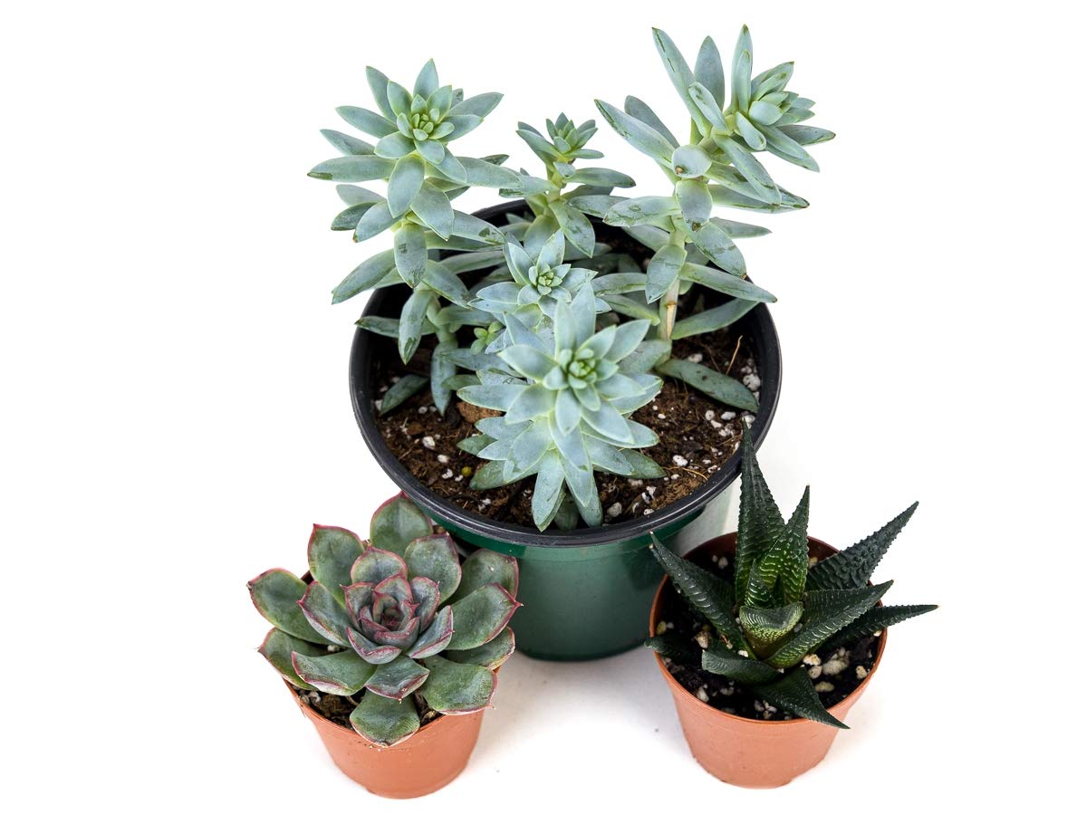 Josh's Frogs Desert Plant Kits for Arid Bioactive Terrariums (Extra Small)