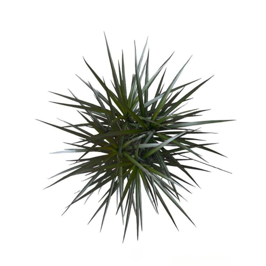 Andersen Farms Dracaena Marginata Magenta – 10 Inches Grower Pot – Live Indoor/Outdoor Tropical Plant – Air Purifying, Vibrant Magenta Leaves, Easy Care Home and Office Houseplant