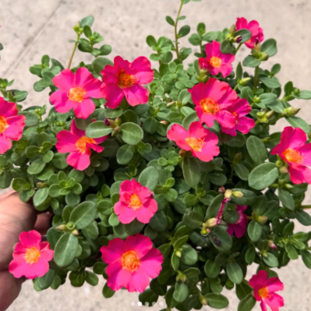 4 Deep Pink Moss Rose Plants Live, Portulaca Ground Cover Flowers, 4-6 Inch Tall Plants for Garden or Containers