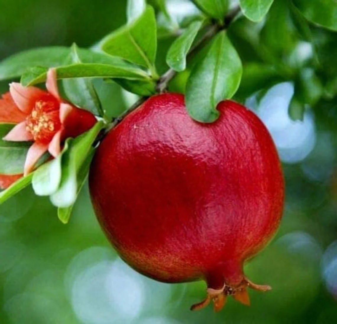 2 Wonderful Pomegranate Live Starter Plants - Self-Pollinating Punica Granatum Fruit Tree for Warm Climates