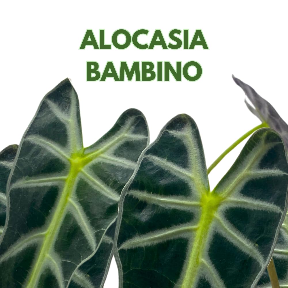 BubbleBlooms Alocasia Bambino in a 4 inch Pot