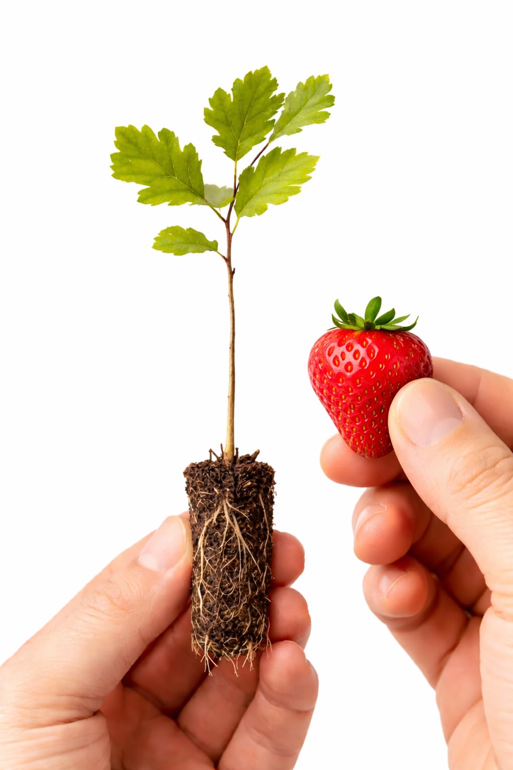 White Oak Tree (Quercus alba) – Live Bare Root Plant, Native Hardwood, Ready to Plant (2-4 inch Seedling)