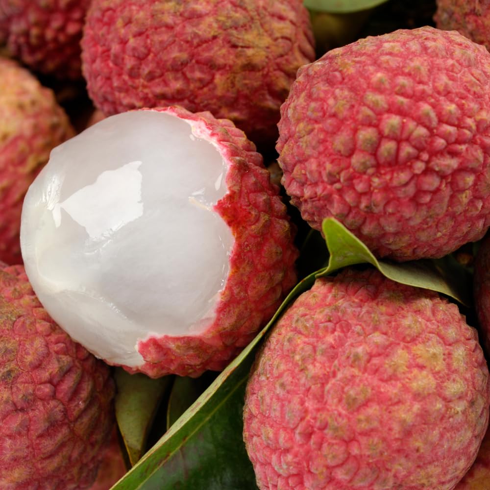 Lychee Tree Plant Live, Lychee Fruit Tree 2-3 Feet, Outdoor Garden Planting, No Ship CA