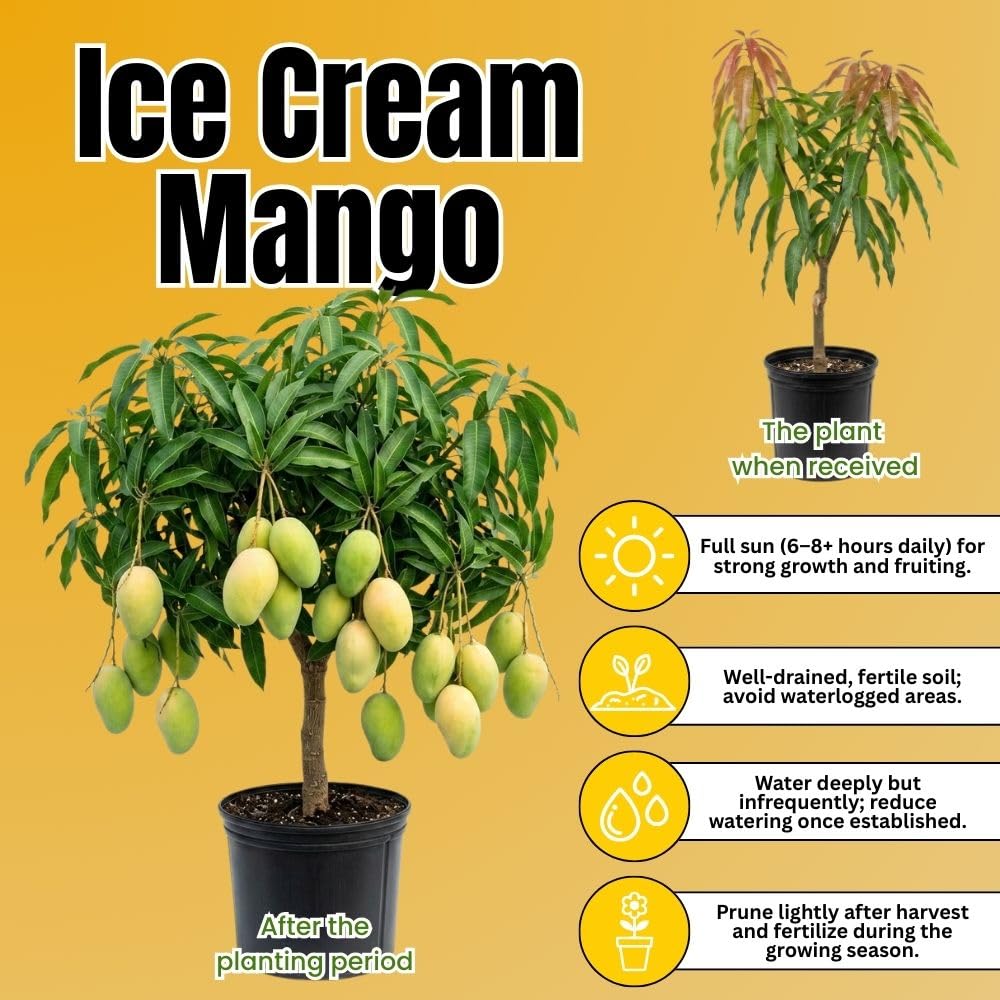 Ice Cream Mango Tree Live Plant, 2-3 Gallon Pot, Mango Plants Live, Grafted Dwarf Tropical Fruit Tree for Patio & Garden