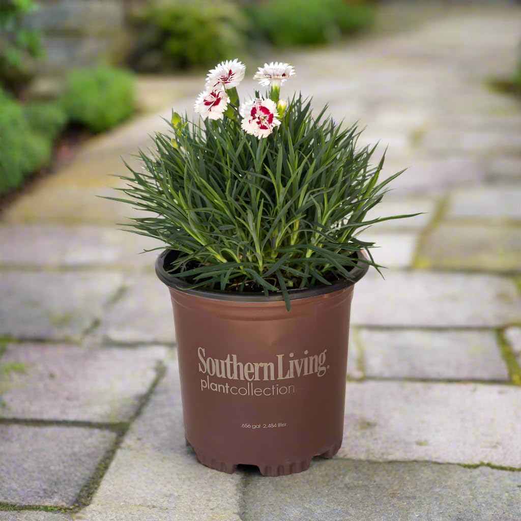 Scent First® Coconut Surprise Dianthus, 2.5 Quart, White Flowering Live Perennial Plant - Fragrant Groundcover