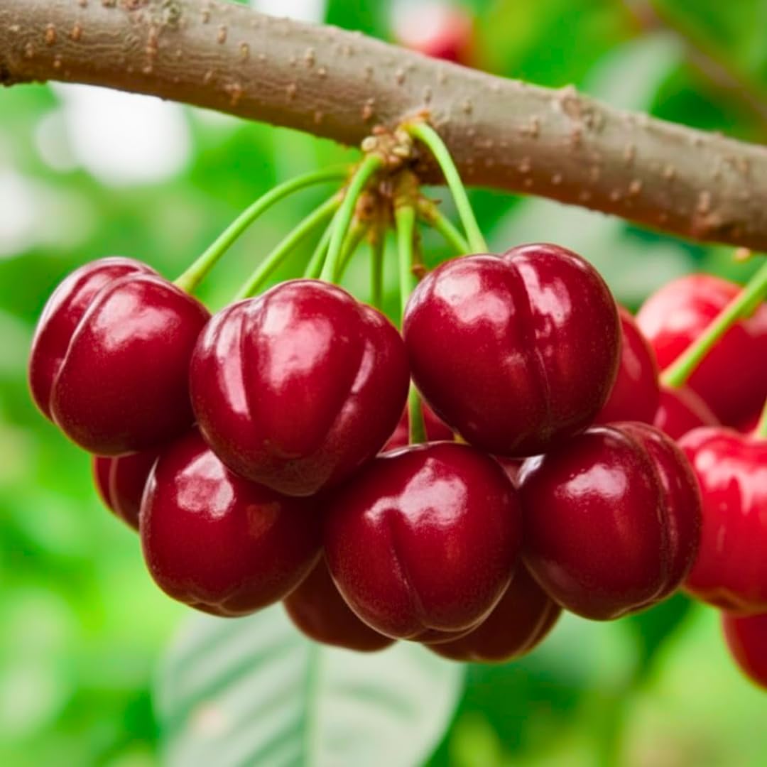7 Months Old Barbados Cherry Tree Live Plant, Fast-Growing and High Yielding Sweet Fruit, Edible Fruit Bearing Tree for The Patio and Garden, No Pot, 4-8" in Tall