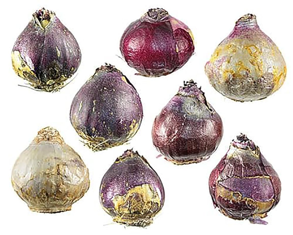 5 Delft Blue Hyacinth Bare Root Bulbs Bulbs Only