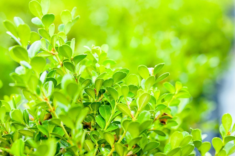 Japanese Boxwood 1 Gallon