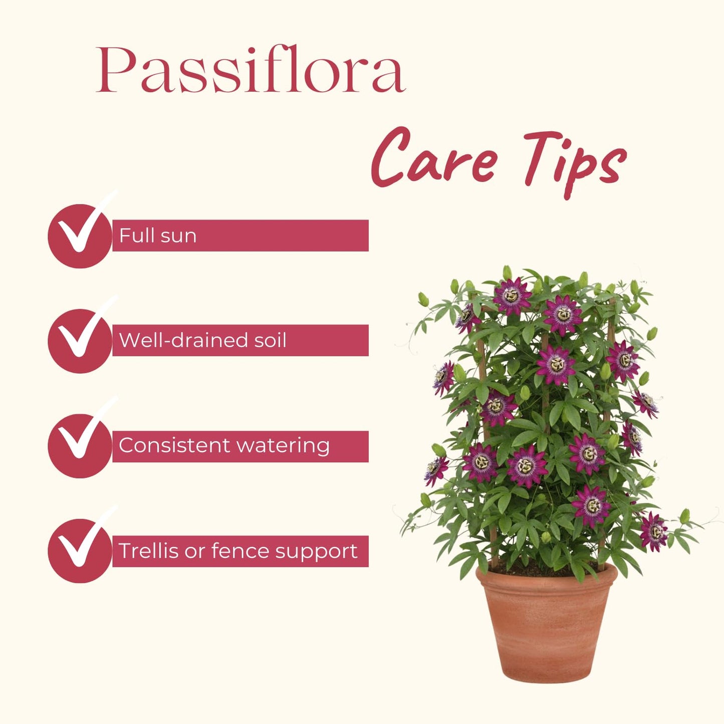 Set 2 Passion Flower Plants Live, Well Rooted Passiflora Flowering Vine 4-7'' Tall, Vibrant Blooms for Garden or Containers (White Blue)