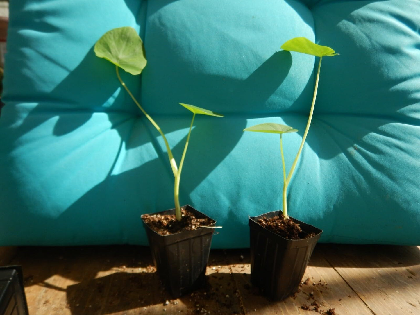 Live Plant - Jacks Giant Elephant Ear Colocasia Esculenta Starter Plant