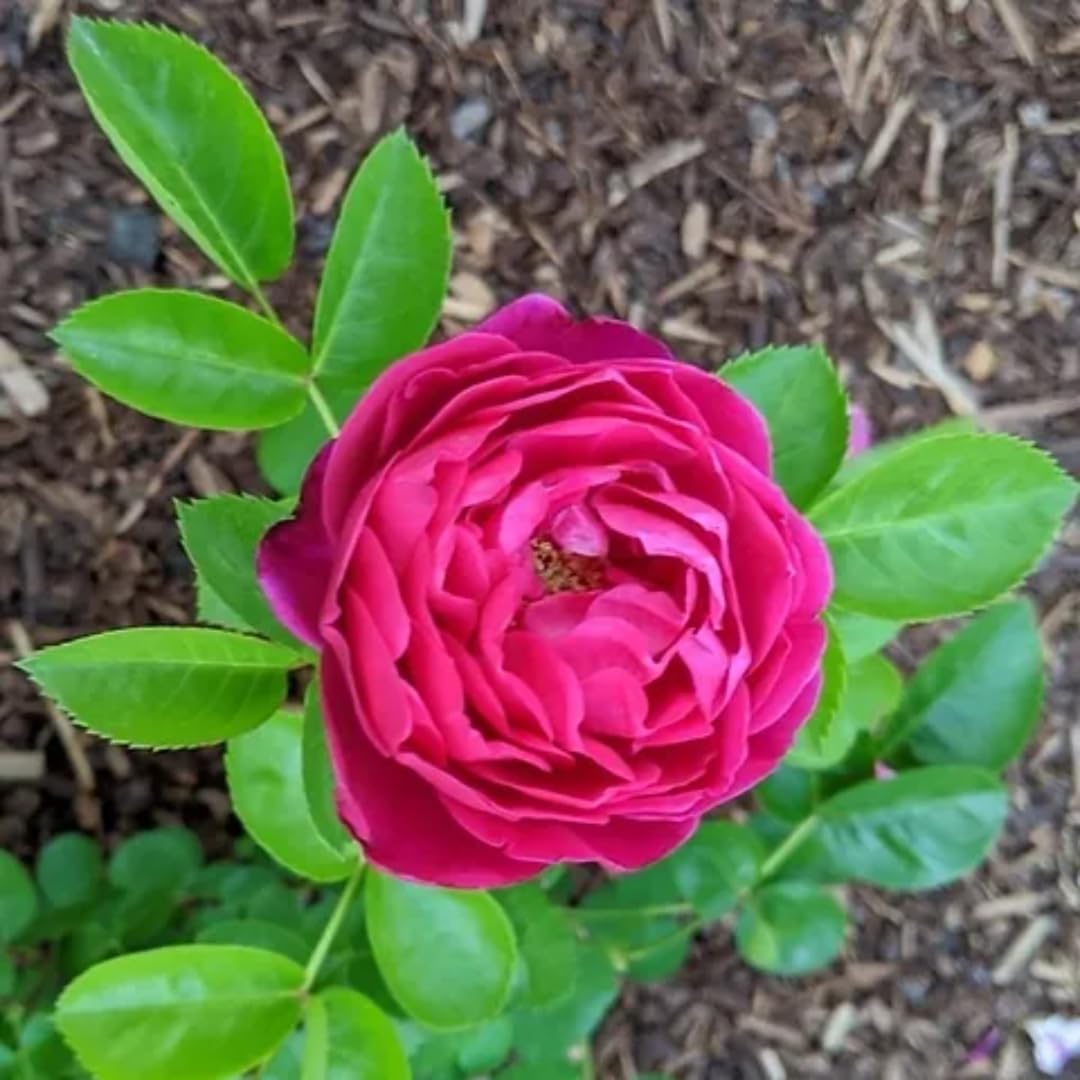 Hot Pink Climbing Rose Live Plant, Fragrant Rose Bush Ready to Plants, Zone 5 to 9, Size 3 to 7 Inches and Bare Root