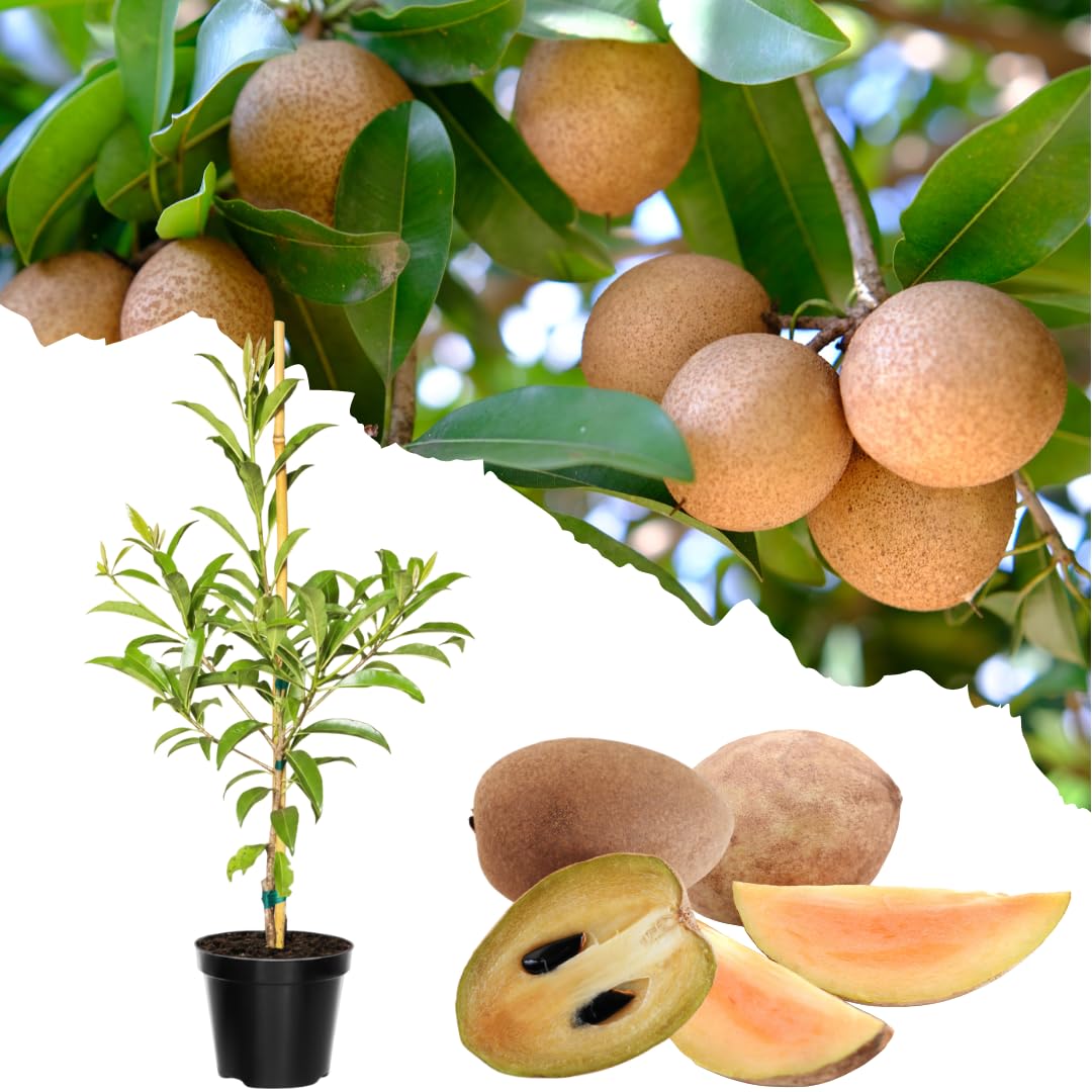 Live Sapodilla Tree, Tropical Sapodilla Fruit Tree, Sweet Fruit, 2–3 Feet Tall, Ready for Planting