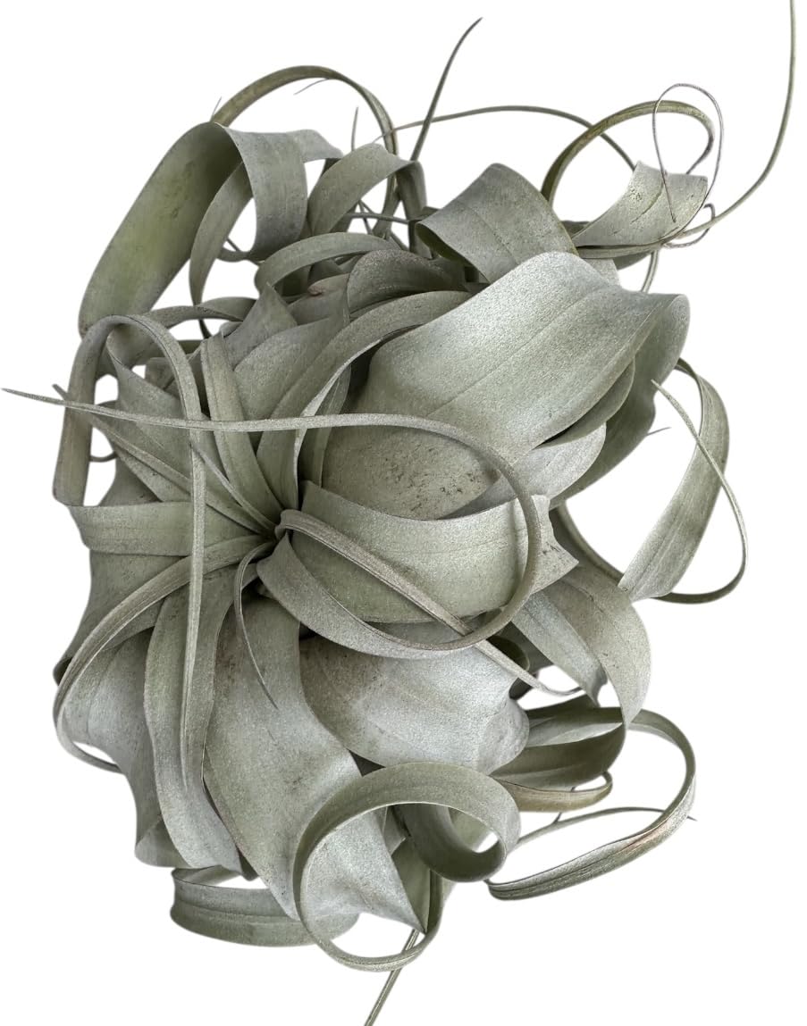 X-Large Tillandsia Xerographica Air Plant, 8-9 inches, Silvery Rosette Display Plant