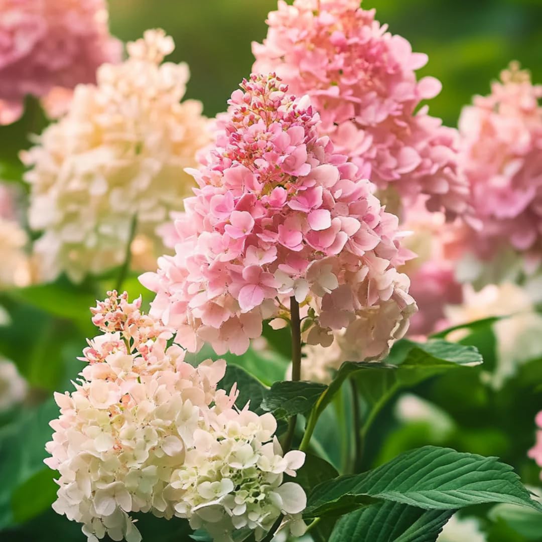 Hydrangea Tree Plants Live in Pot, 5-11" in Tall, Change Color Perennial Planting Indoor Outdoor, Long Lasting Blooms Flower (White and Pink)