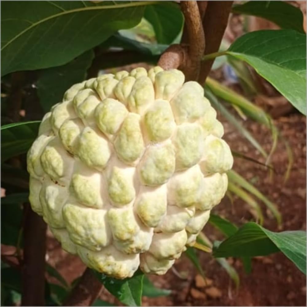 2-3' Tall Yellow Sugar Apple Tree Live Plant, Tropical Annona Squamosa Custard Sugar Apple Fruit Plant, in 3 Gallon Pot, No Ship to CA