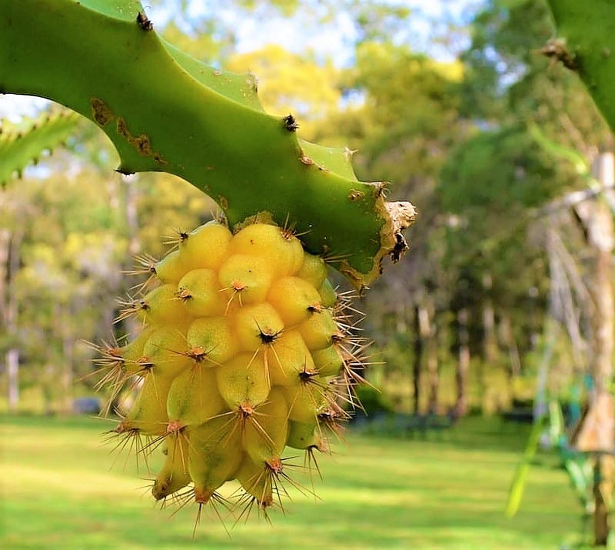 Yellow Dragon Fruit Cutting 8 Inc to 10 Inc Length for Planting 1 Cutting
