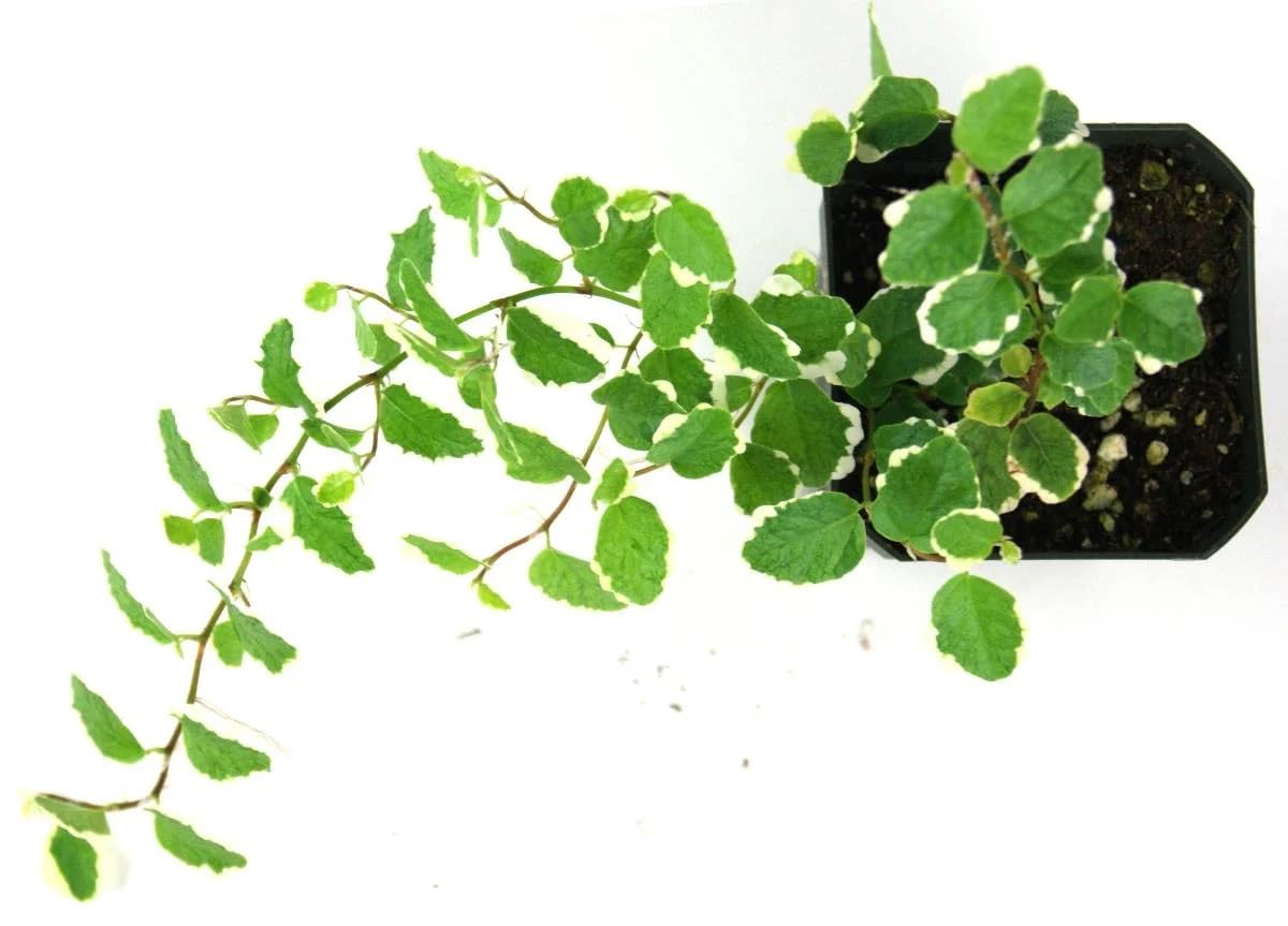 Josh's Frogs Ficus pumila Variegata 'Creeping Fig'