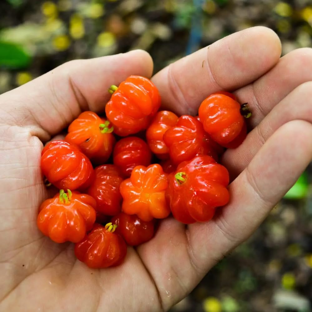 Surinam Cherry Tree Live Plant, 4-7" in Tall, Edible, Sweet, High Yielding Cherry Fruit Tree Fast-Growing for Outdoor Spring Planting