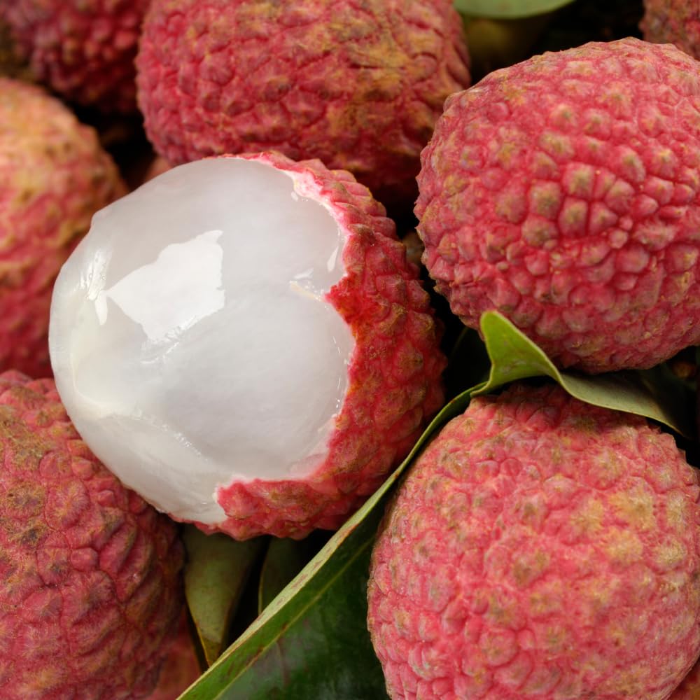 Lychee Trees Live Plants, Lychee Fruit Tree, 2-3 Feet Tall, 3 Gallon Pot, Fragrant and Sweet Tropical Fruit Tree, Outdoor Growing, No Ship to CA