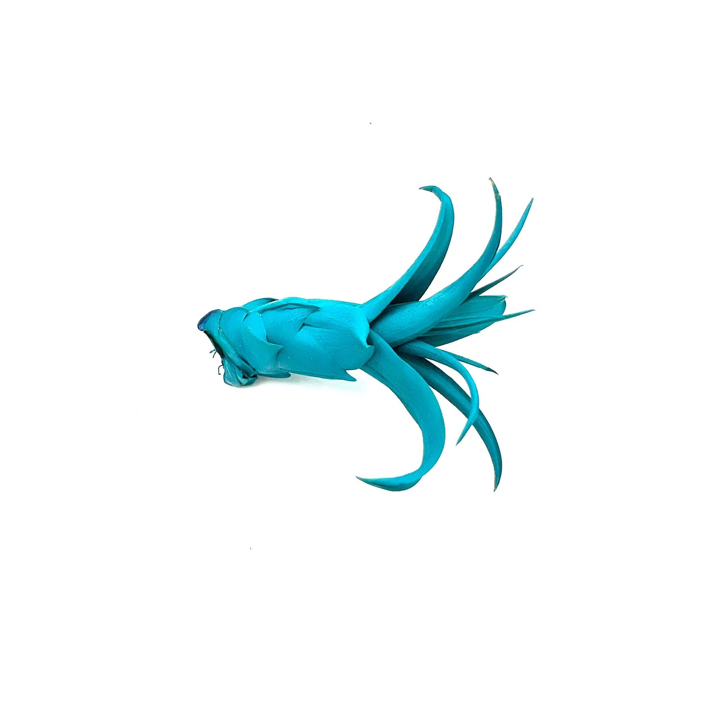 ragnaroc Air Plants - Dyed Tillandsia Xerographica Pup, Large 2-4" (Miami Teal) - 1ct - Live Arrival Guaranteed - House Plants for Home Decor & Gift
