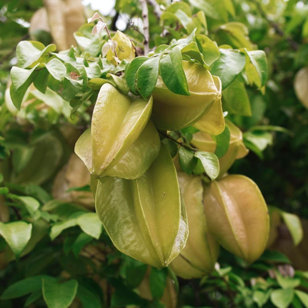 Grafted Starfruit Tree Live 3 Gallon Pot, Tropical Starfruit Fruit Plant 2-3ft Tall, Sweet Star-Shaped Fruit Tree for Planting, No Ship to CA