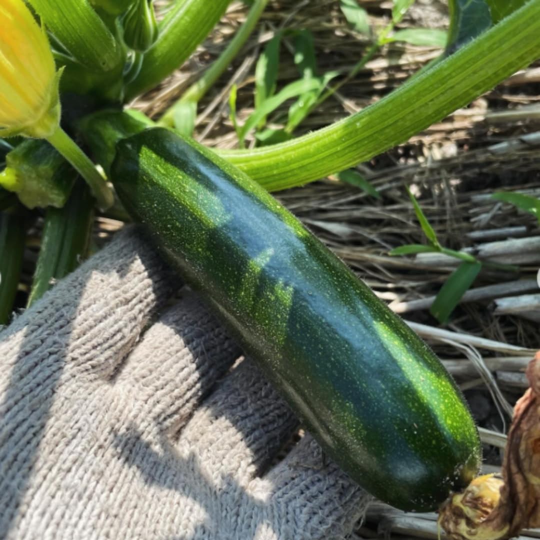 2 Green Squash Plants Live, 4 to 6 Inch Tall, Squash Zucchini Plants Gardening