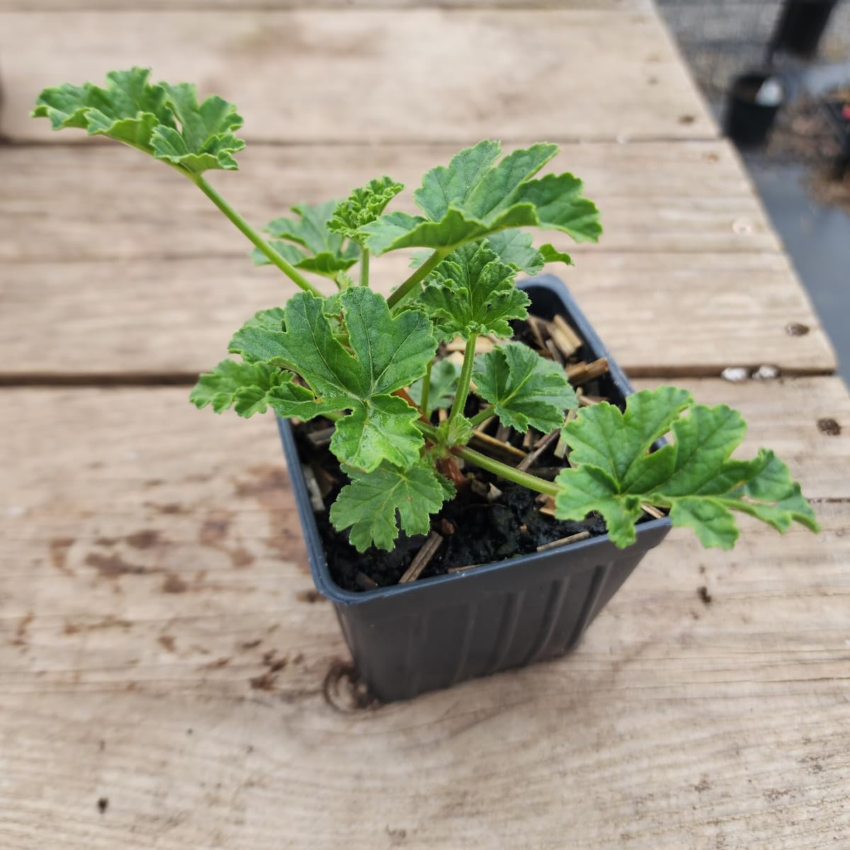Geranium 'Apricot' (Pelargonium scabrum) Organic Scented Geranium Plant in 2.5-inch Pot by Smoke Camp Crafts - Rough-Leaved Geranium