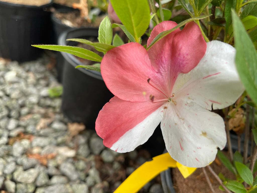 Live Plant - Astronaut Azalea Rhododendron Deciduous Starter Plant BI-Color Striped Blooms