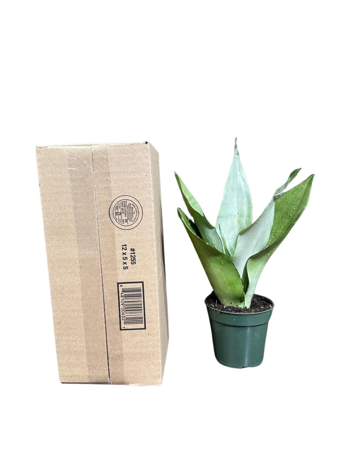 Sansevieria Moonshine in 4" Pot - Live Snake Plant - Easy to Grow Indoor Plant - Air Purifier House Plant - Office Gift