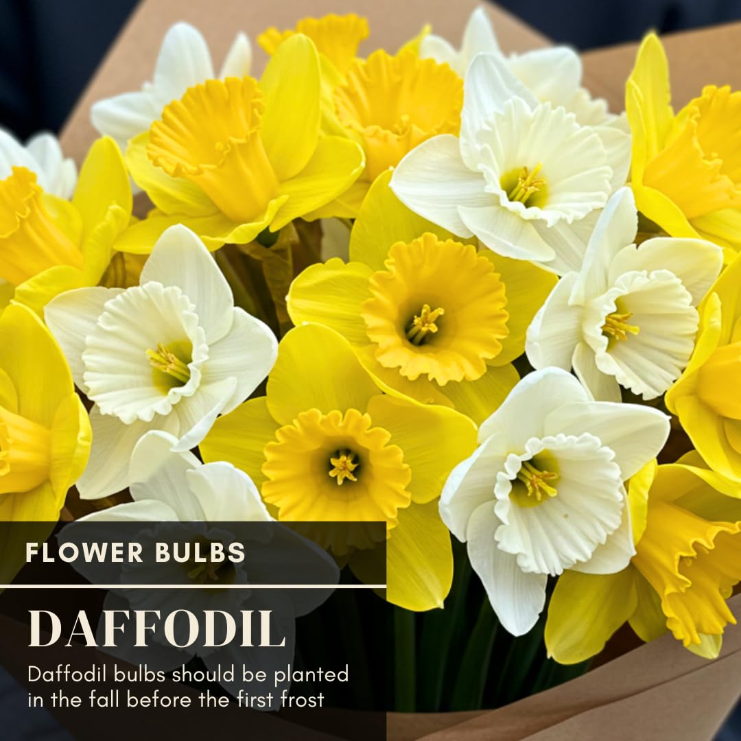 Daffodil Mix Bulbs for Planting - Easy to Grow Perennial Flowers for Garden or Containers (25 Bulbs)
