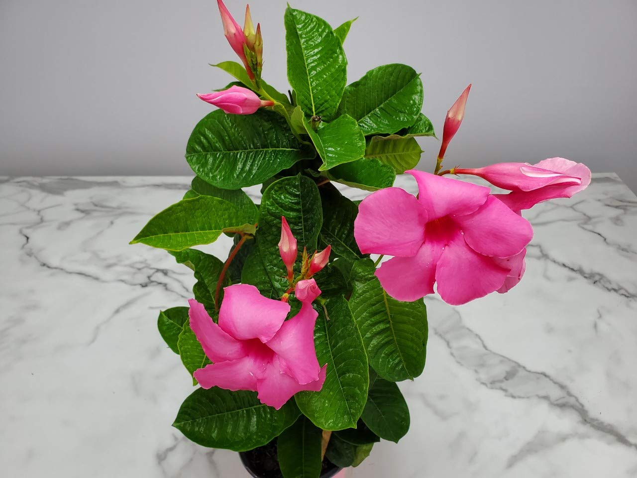Pink Mandevilla Plant with Trellis - Live Flowering Plant - Tropical Plants of Florida - 18" to 20" Overall Height, 18" Hoop - 1 Gallon (Plant Only)