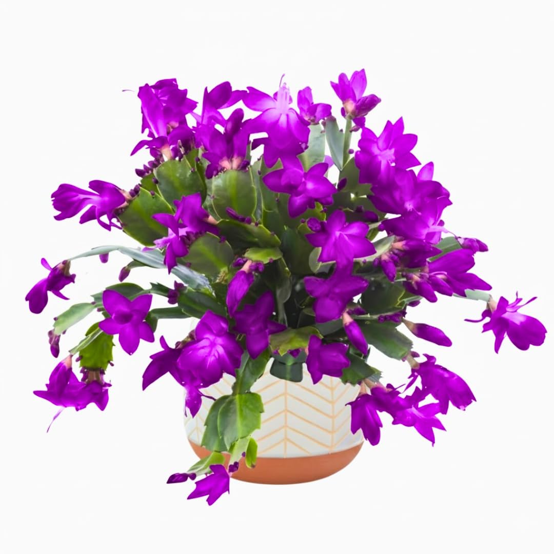 4 Mixed of Easter Cactus Plants Live, Christmas Cactus, False Thanksgiving Cactus Plants Like, Cold Hardy, 5-9" in Tall, No Pot, Assorted Colors - 3